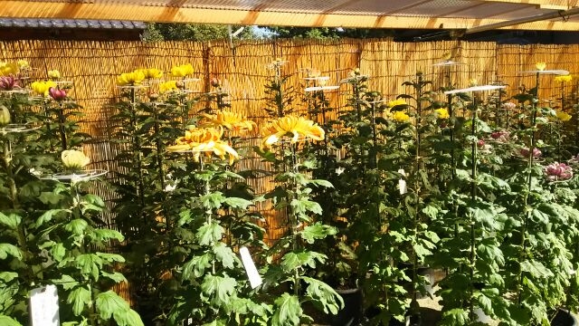 Chrysanthemum Exhibition　【菊花展】