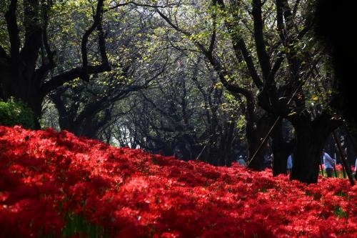 曼珠沙華まつり