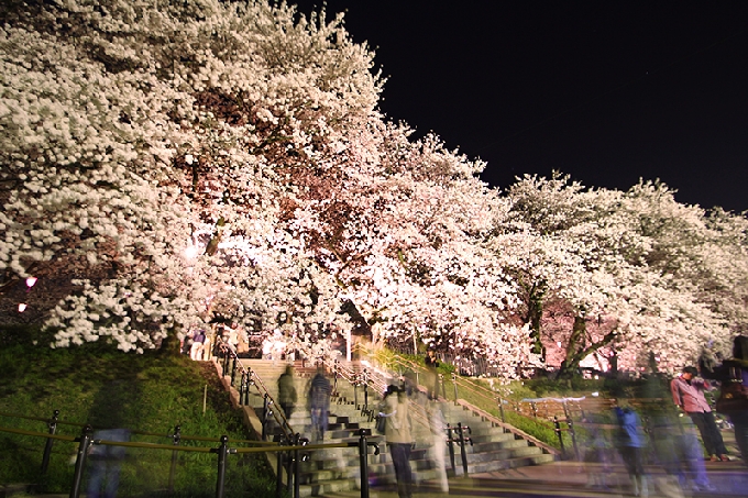 幸手桜まつり3/26スタート！