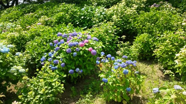 Hydrangeas【紫陽花】