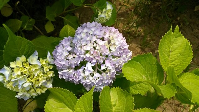 Hydrangeas【紫陽花】