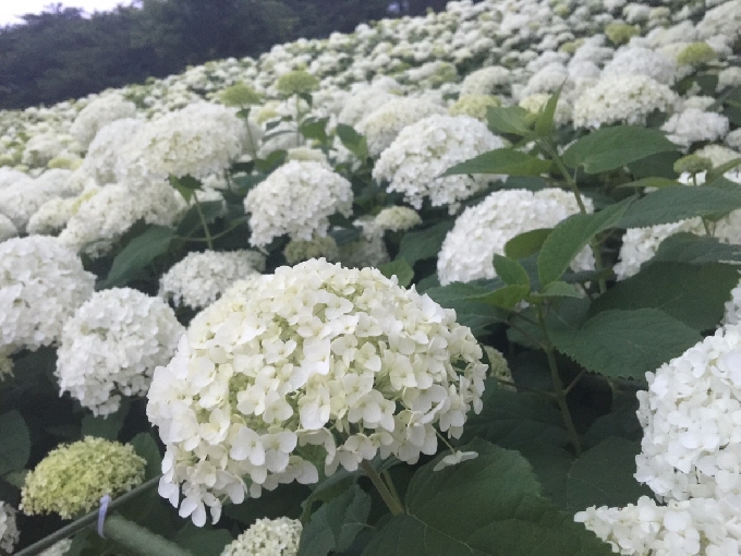 あじさいプラン登場♪