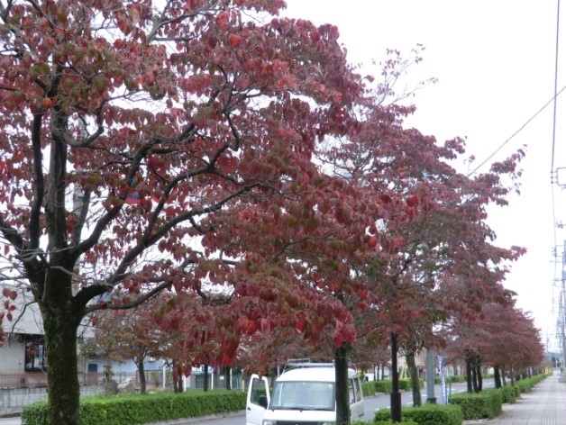 A mysterious street　【紅葉と桜が競演する不思議な街路】