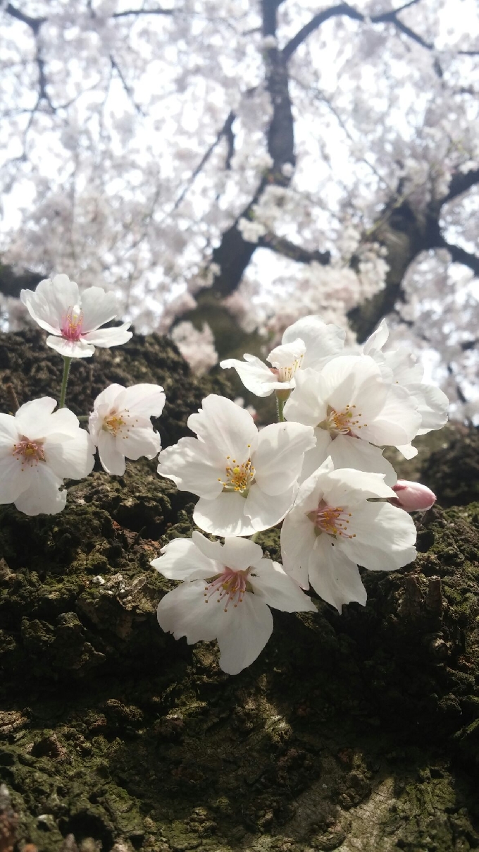 春よ来い