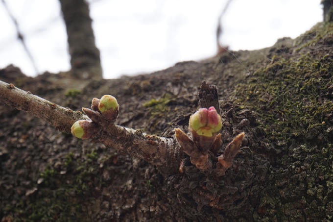 今年も桜の時期ですね〜