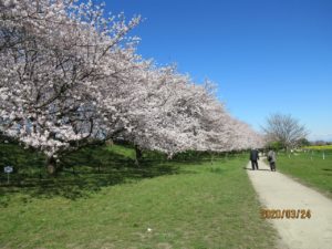 幸手権現堂桜堤の桜満開！！純粋に桜を楽しめるのは今年だけ！？