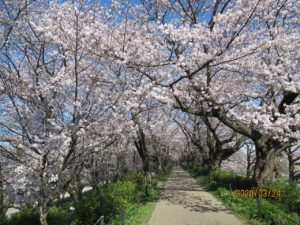 桜トンネル。今年はボンボリなし。