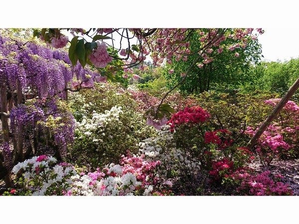 （いっぱいの花が映ってる風景です♪）