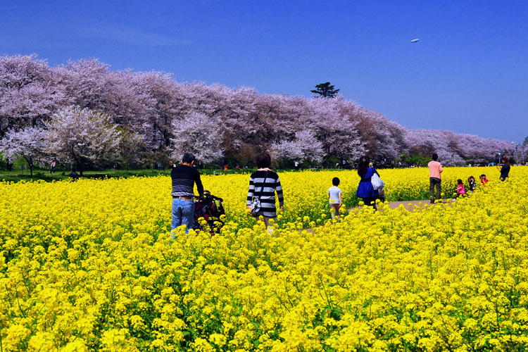 桜の季節