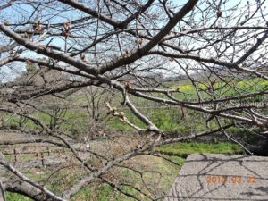 今年ももうすぐ桜の季節ですね