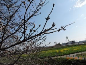 今年ももうすぐ桜の季節ですね